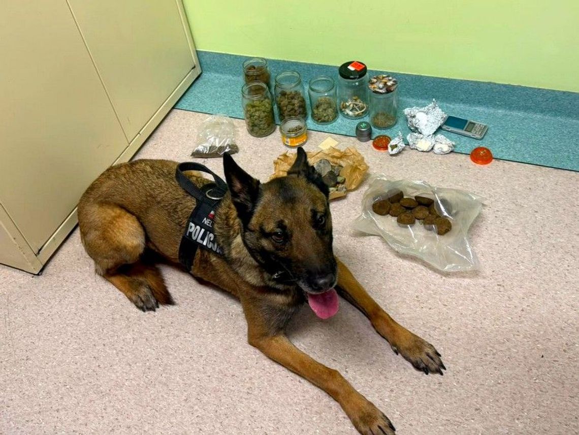 Susz roślinny i ciastka z narkotykami - starogardzcy policjanci zatrzymali 26-letniego dilera!