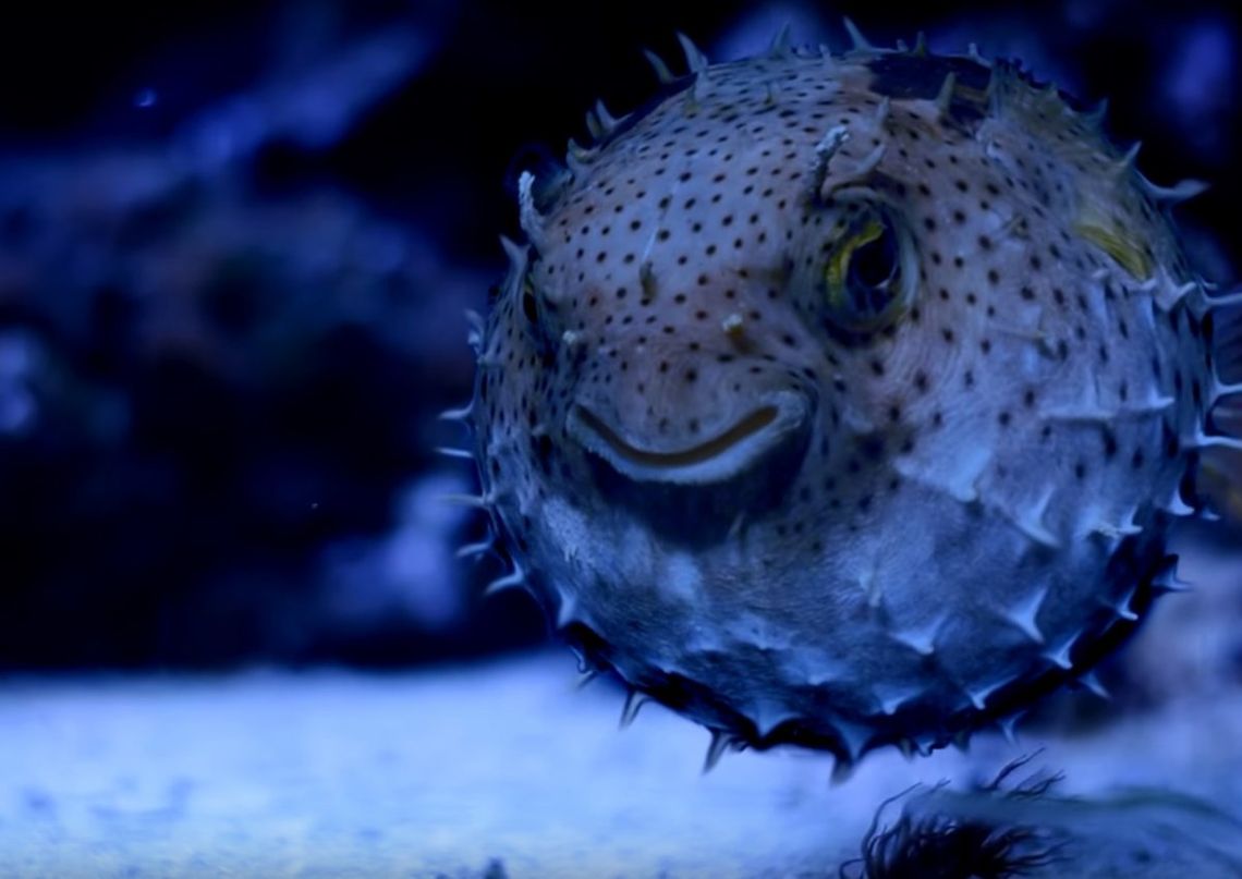 Światowy Dzień Morza opanuje Gdyńskie Akwarium