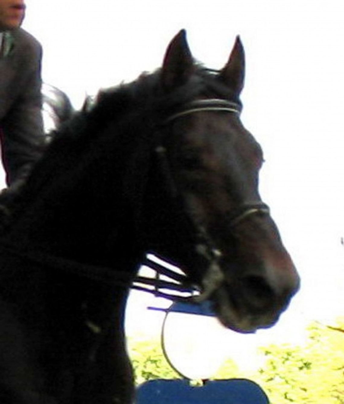 Święto Kawalerii. Parada z udziałem 60 koni Święto Kawalerii. Parada z udziałem 60 koni