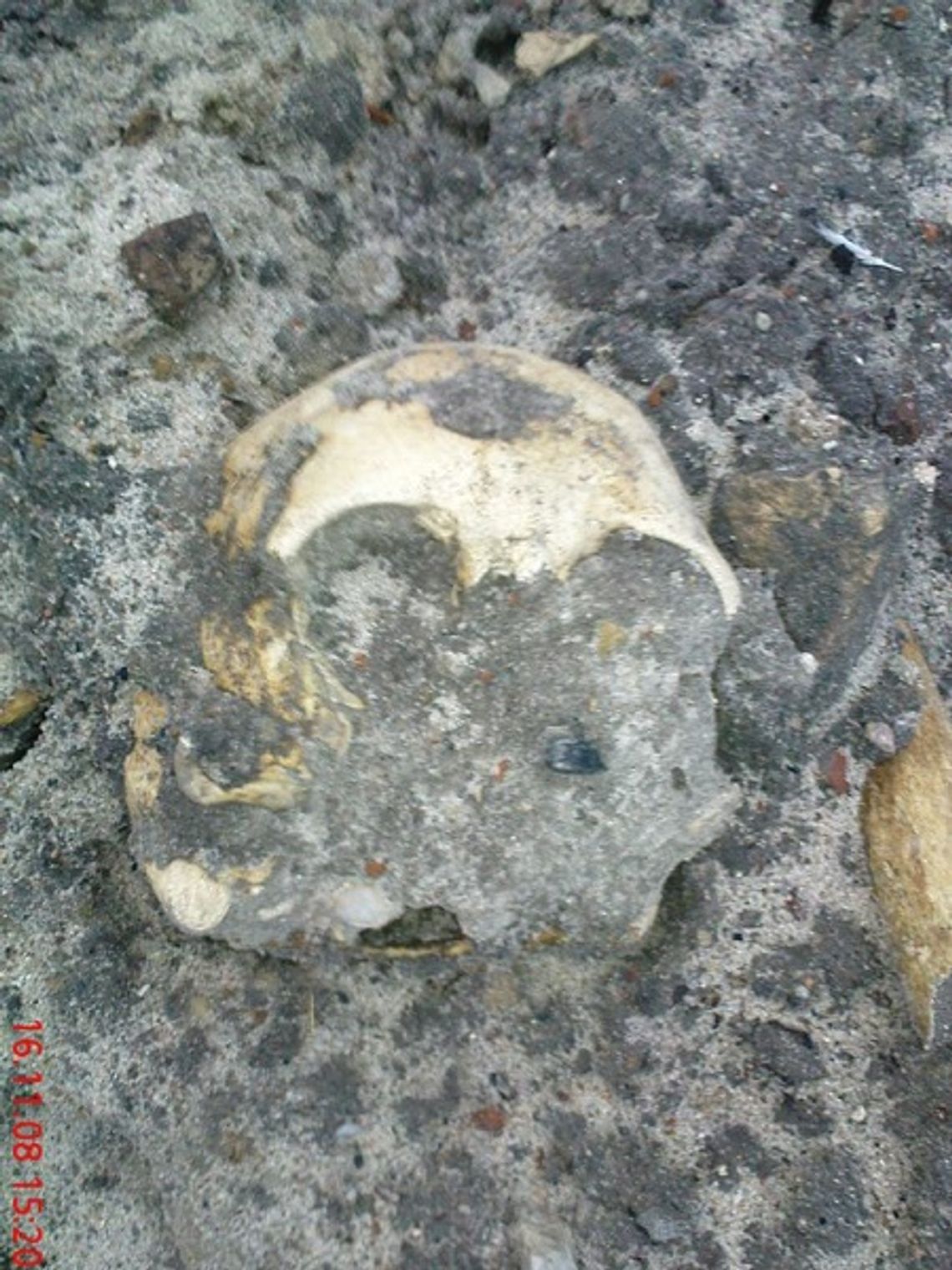 Szczątki znalezione w Malborku mają być pochowane w Gdańsku