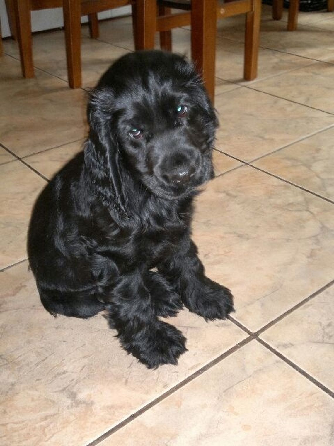 Szczeniaczek rasy cocer spaniel poszukiwany Szczeniaczek rasy cocer spaniel poszukiwany