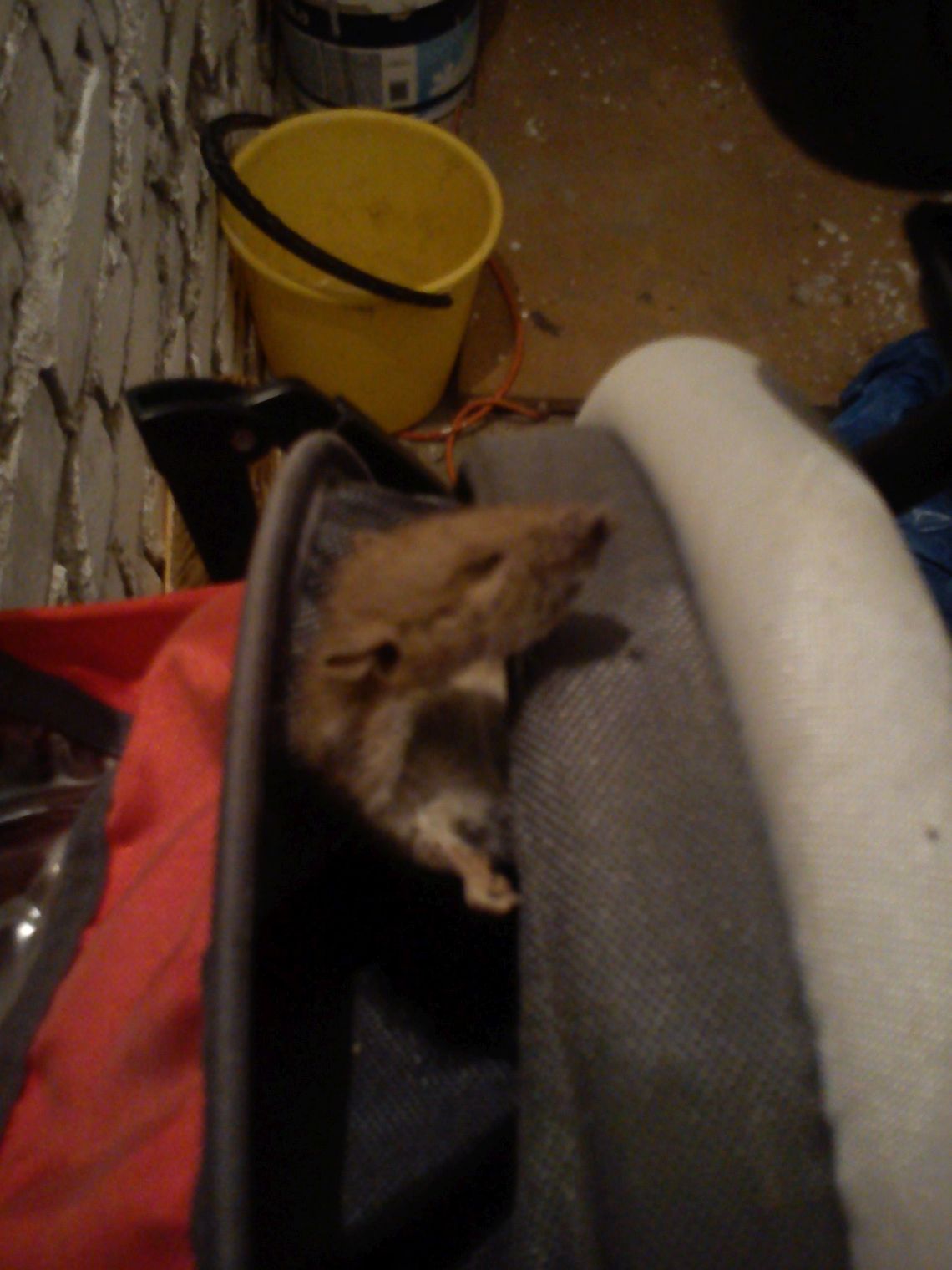 Szczur siedział w wózku dziecięcym! Problem piwnic przy ul. Saperskiej Szczur siedział w wózku dziecięcym! Problem piwnic przy ul. Saperskiej