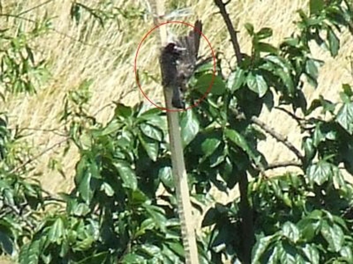 Szpak kontra ogrodnik - martwy ptak, dobry ptak? Szpak kontra ogrodnik - martwy ptak, dobry ptak?