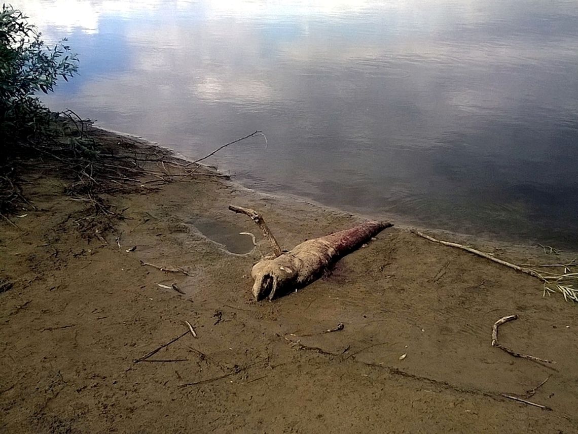 Takie stworzenia żyją w Wiśle! 2-metrowe "coś" wyrzucone na brzeg Takie stworzenia żyją w Wiśle! 2-metrowe "coś" wyrzucone na brzeg