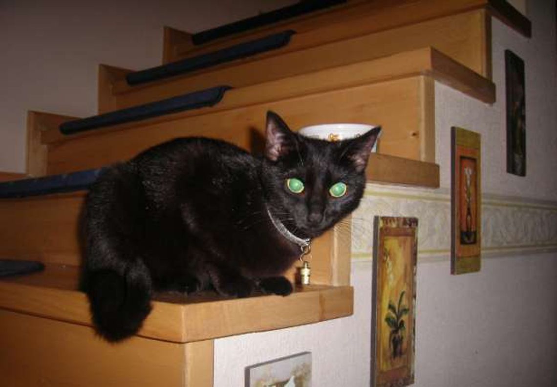 Tęsknią za Pumcią Tęsknią za Pumcią