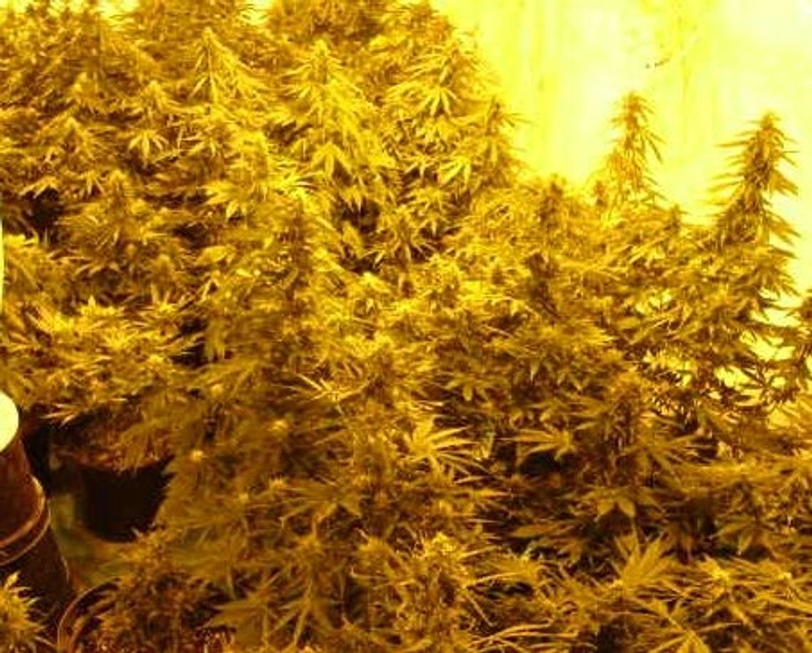 "Towar" szykowany na EURO z ogródkowej plantacji konopi