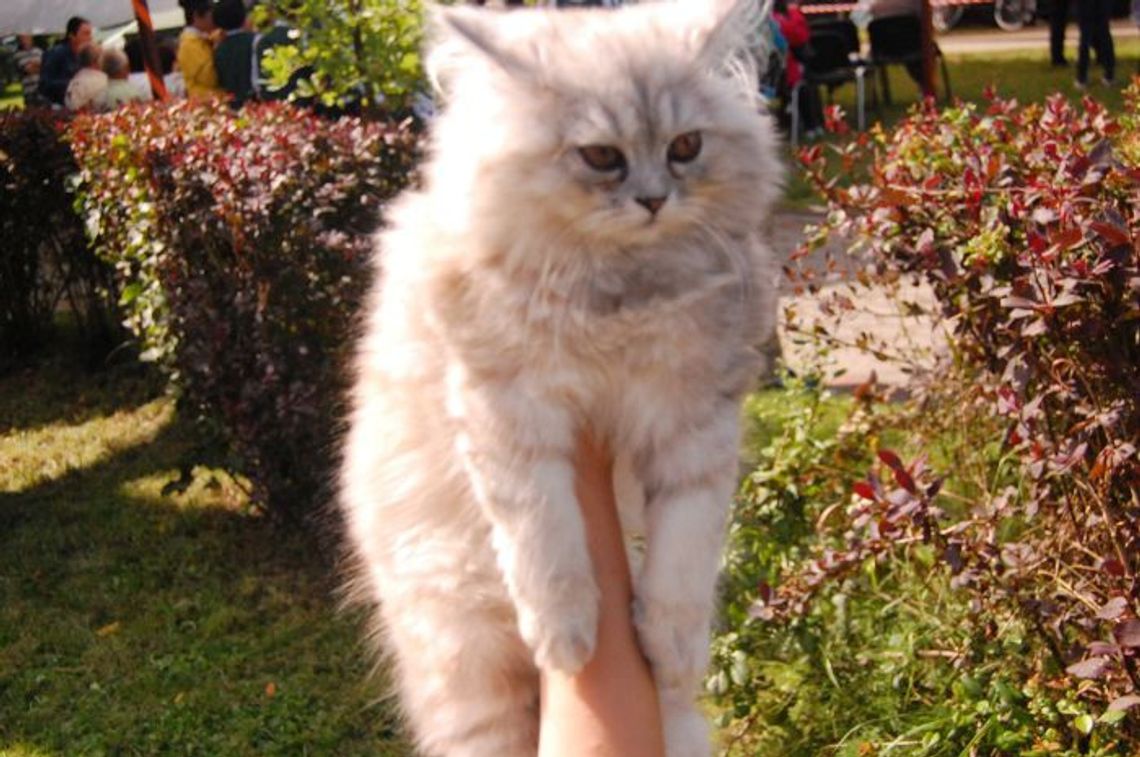 Towarzysze samotnych kobiet? Piękne koty czekają na adopcję Towarzysze samotnych kobiet? Piękne koty czekają na adopcję