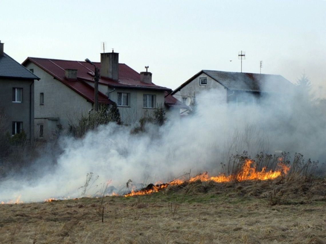Trawy płoną - ekologiczny dramat. Giną ptaki i małe ssaki Trawy płoną - ekologiczny dramat. Giną ptaki i małe ssaki