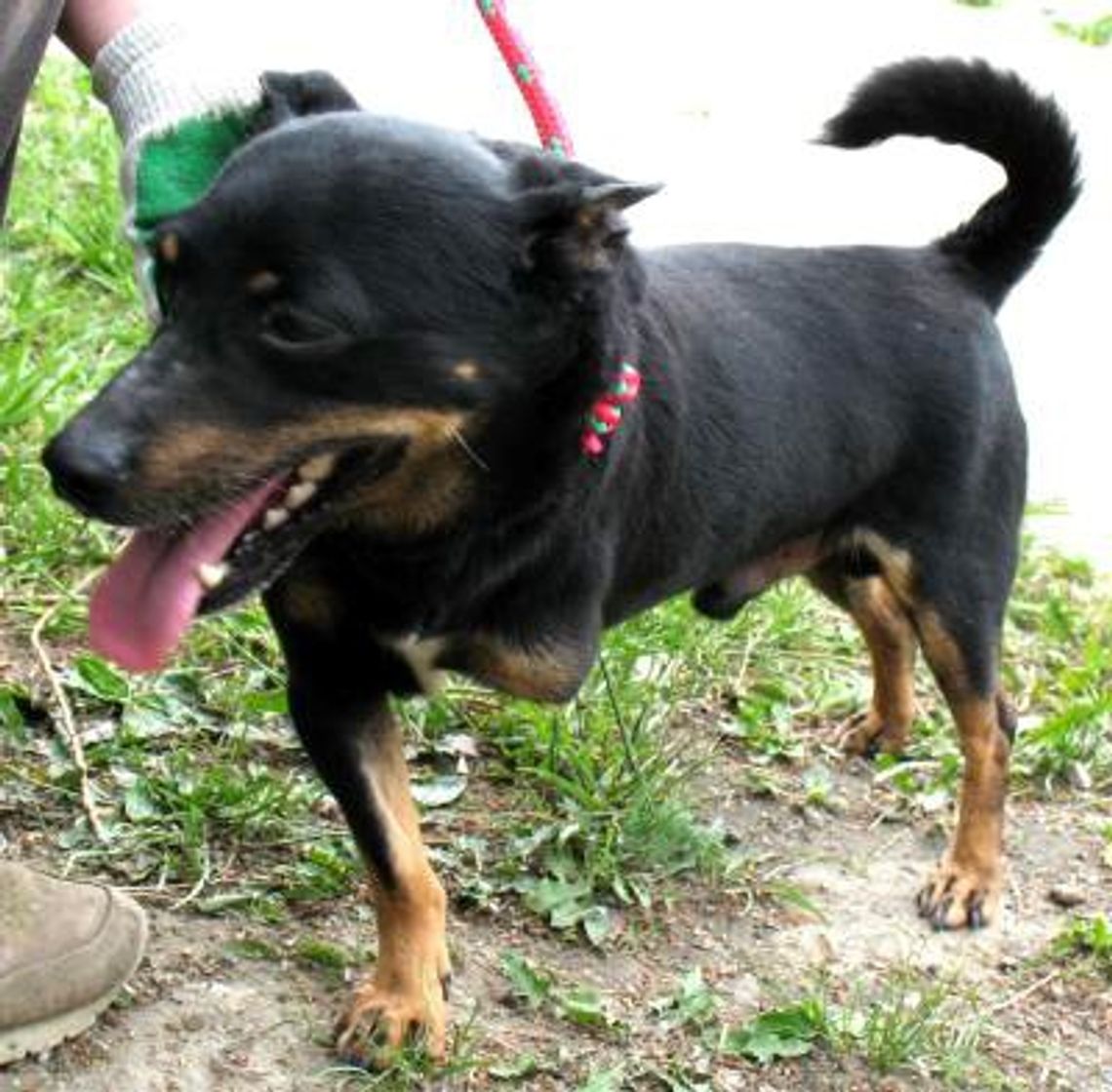 Trójnogi Księciunio czeka na przyjaciela