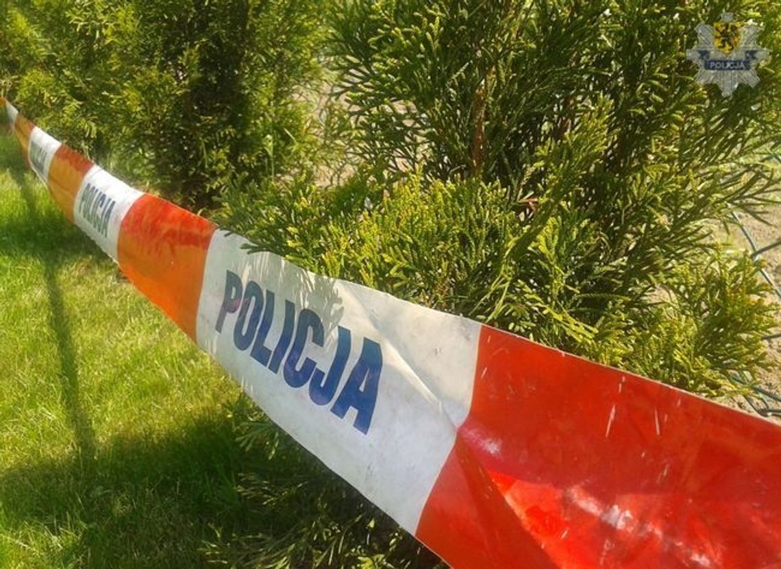 Tuje z parku "powędrowały" na prywatną posesję Tuje z parku "powędrowały" na prywatną posesję