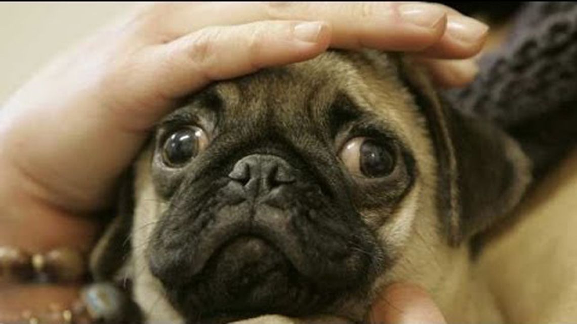 Twój pies w Sylwestra nie poimprezuje... Twój pies w Sylwestra nie poimprezuje...