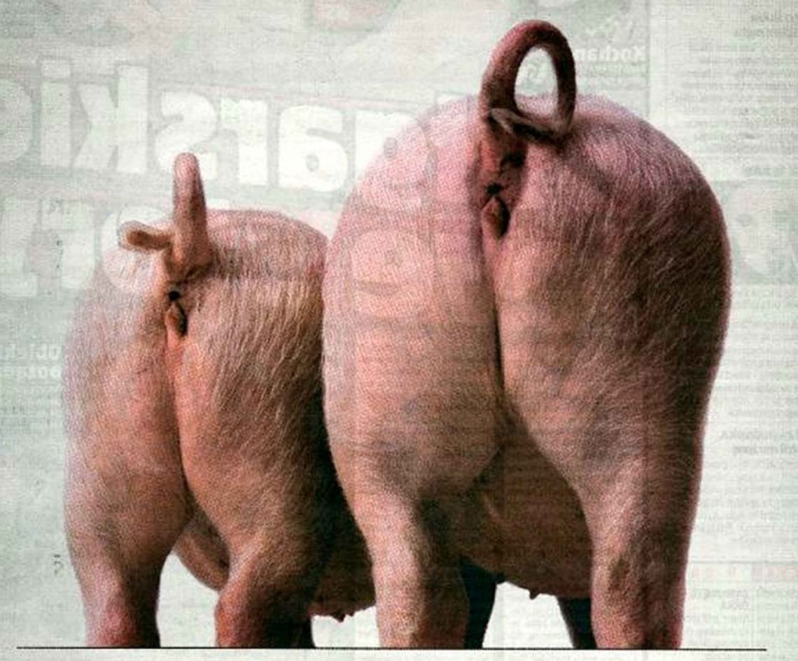 TWÓJ WYBÓR. Na kogo warto głosować? TWÓJ WYBÓR. Na kogo warto głosować?