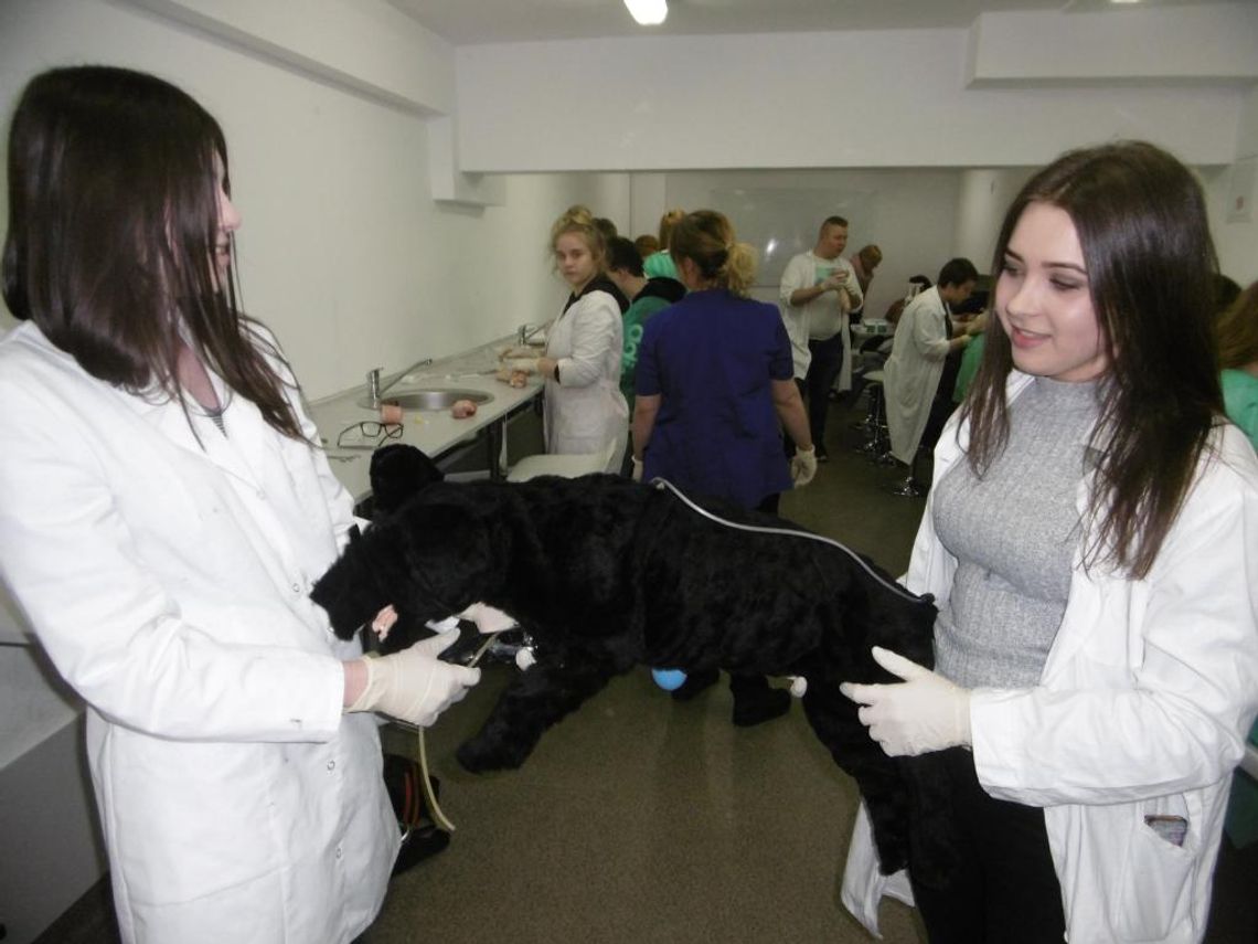 Uczniowie Technikum Weterynarii szkolą się na nowoczesnym fantomie psa Uczniowie Technikum Weterynarii szkolą się na nowoczesnym fantomie psa