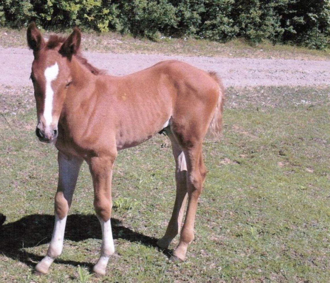 Ukradł źrebaka! Policja szuka "kasztana" Ukradł źrebaka! Policja szuka "kasztana"