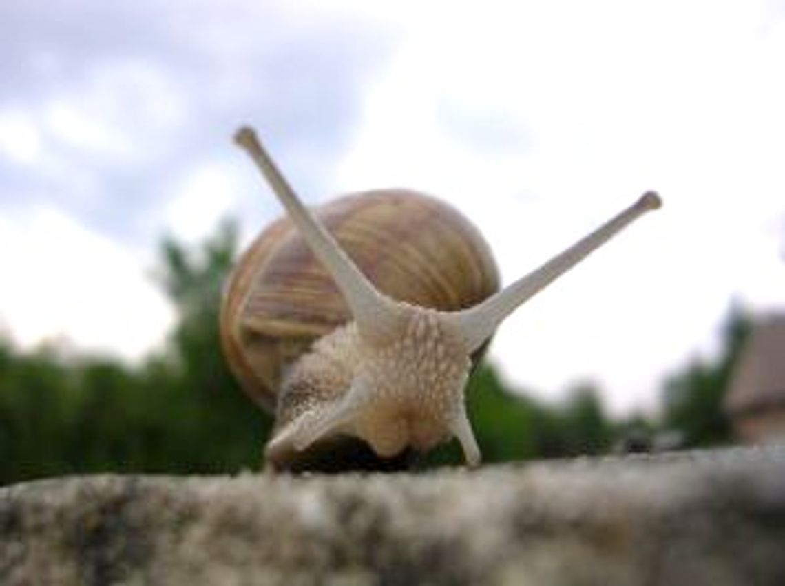 Ukradli 12 ton ślimaków Ukradli 12 ton ślimaków