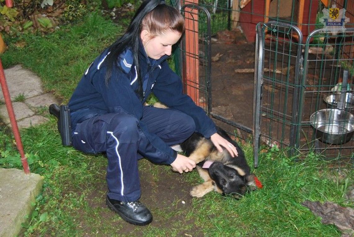 Ukradli owczarka niemieckiego