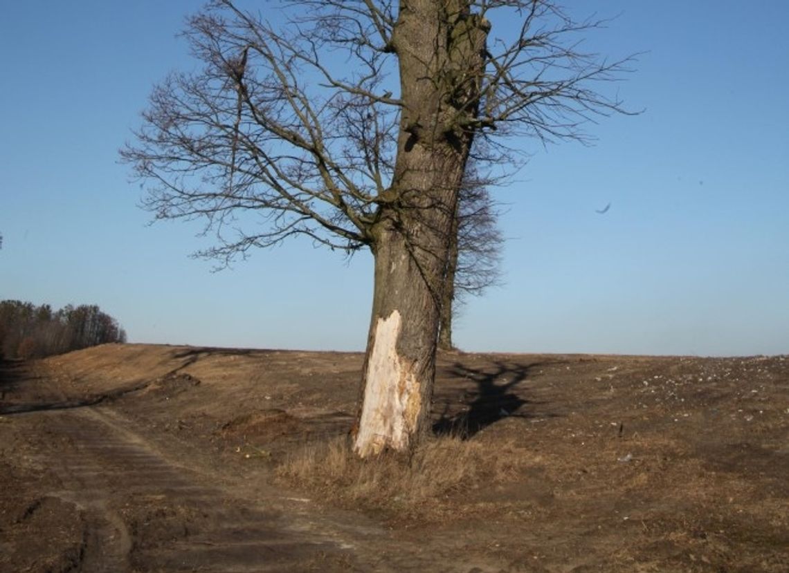 Umiera wiekowy dąb