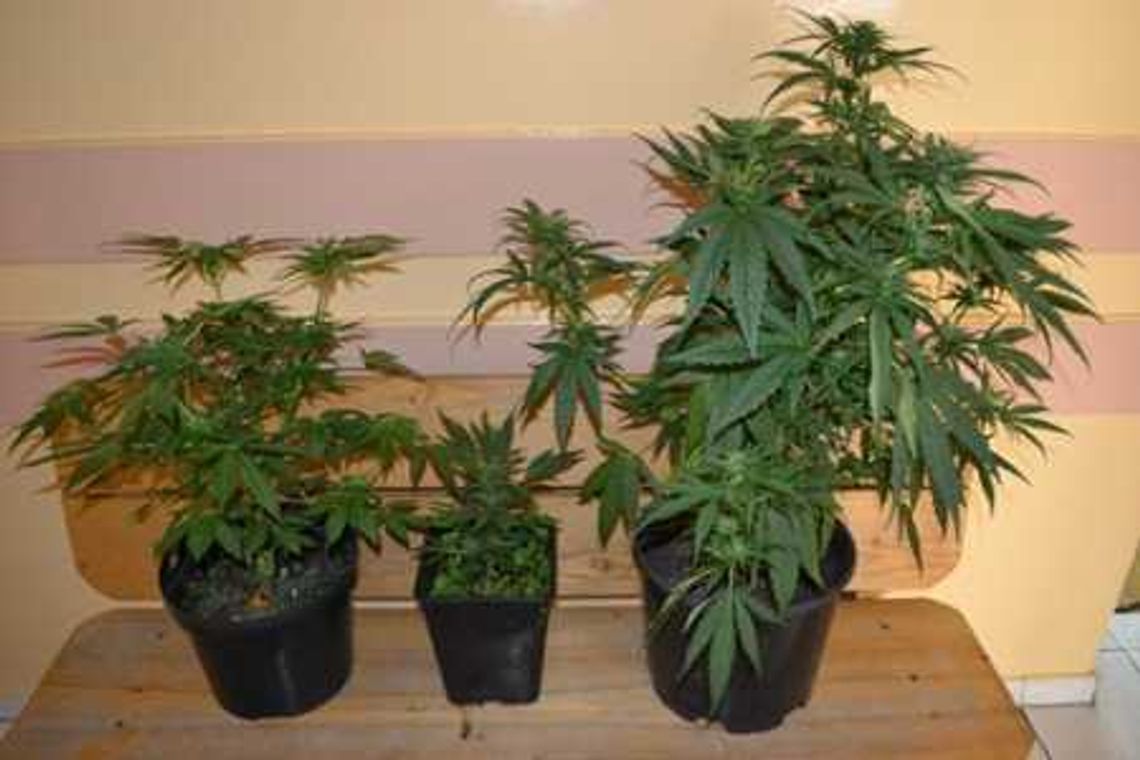 Uprawiał konopie - grozi mu 3 lata Uprawiał konopie - grozi mu 3 lata