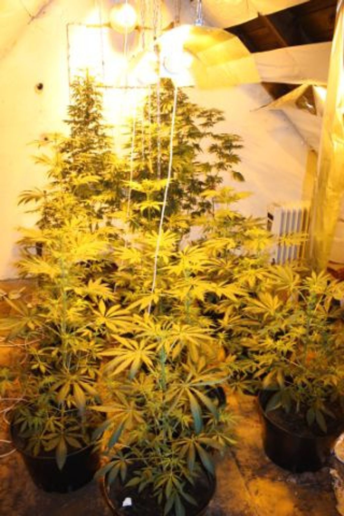 Uprawiał konopie - plantacja na poddaszu