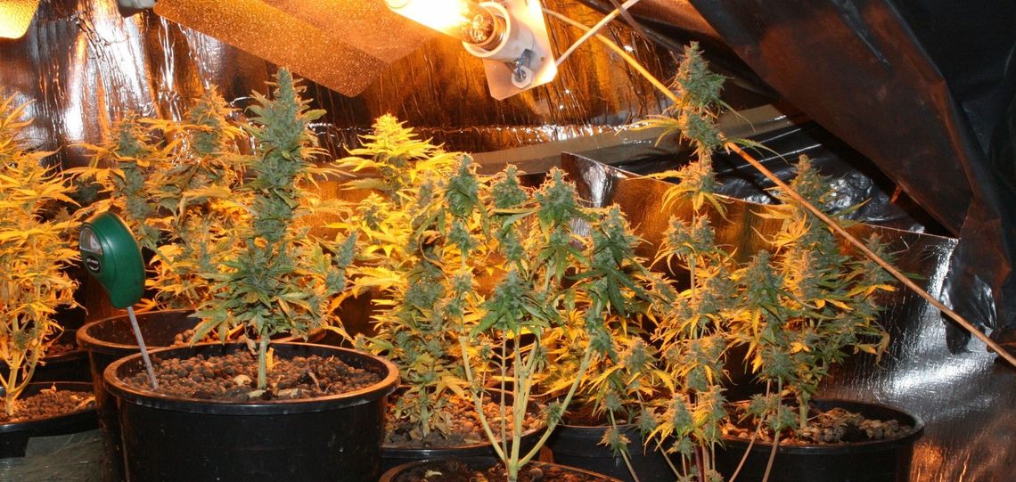 Uprawiał marihuanę w domu Uprawiał marihuanę w domu