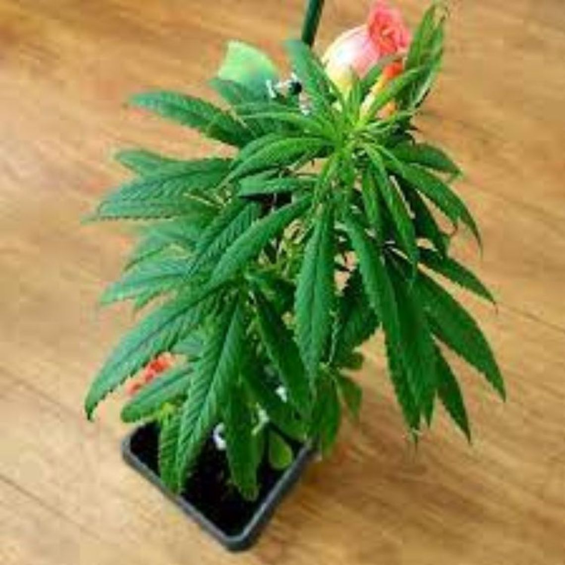 Uprawiał zakazane konopie w własnym mieszkaniu. Grozi mu 3 lata więzienia Uprawiał zakazane konopie w własnym mieszkaniu. Grozi mu 3 lata więzienia