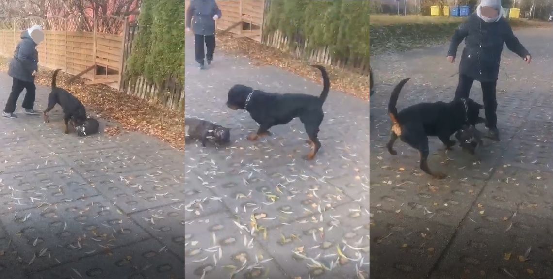 [UWAGA! DRASTYCZNE NAGRANIE] Agresywny rottweiler zaatakował na Osiedlu nad Jarem!