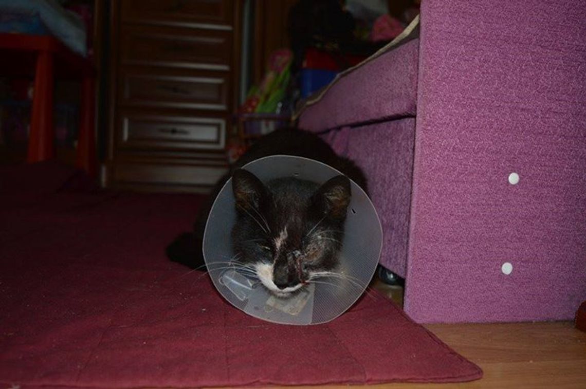 Uwaga, ktoś strzela do kotów! Uwaga, ktoś strzela do kotów!