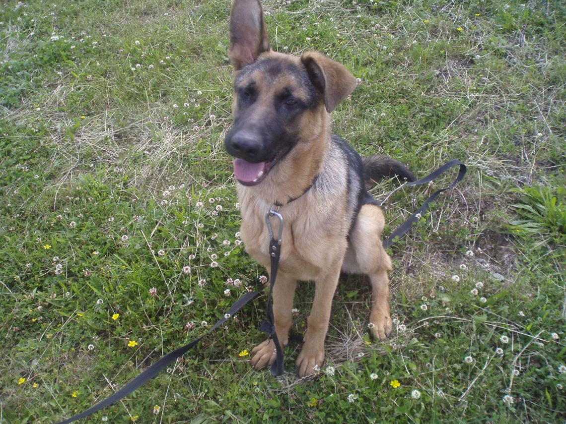 Uwolnili psa od zaniedbującego go właściciela Uwolnili psa od zaniedbującego go właściciela