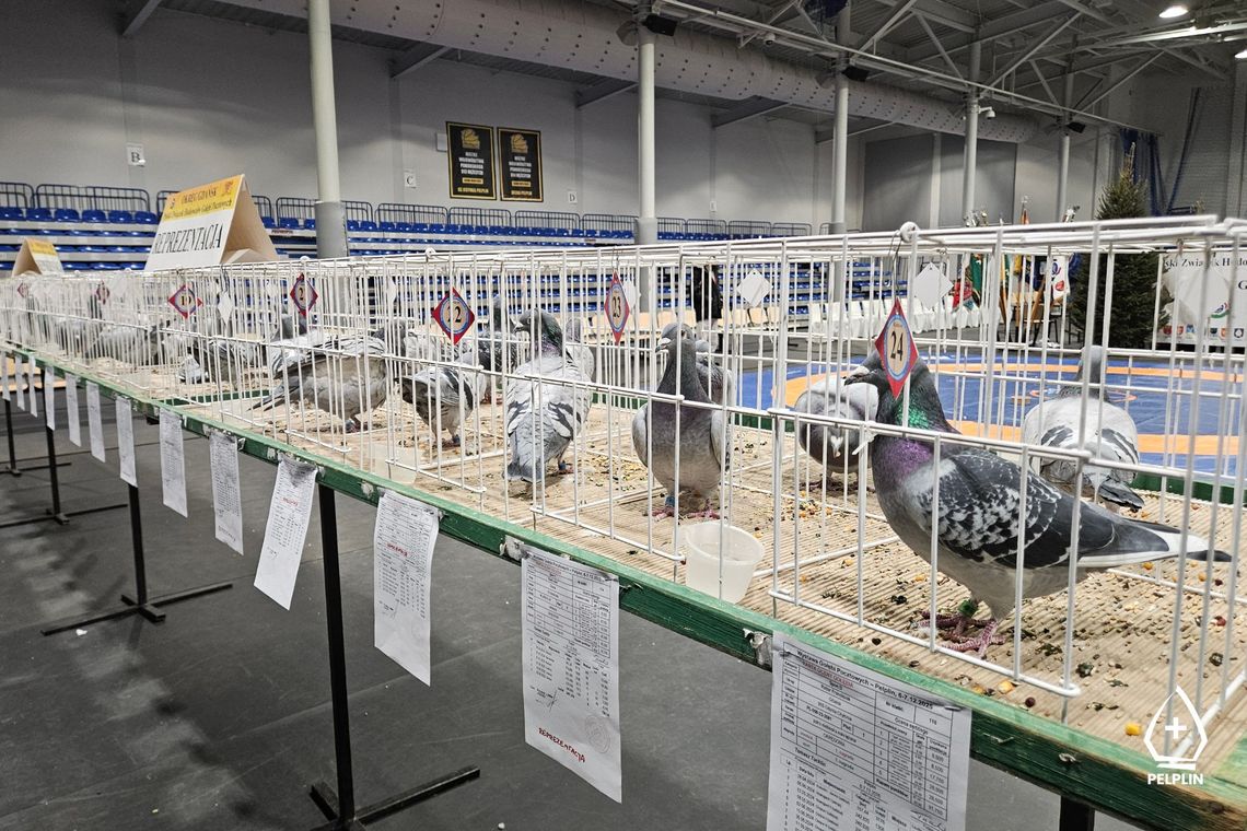 VI Okręgowa Wystawa Gołębi Pocztowych w Pelplinie VI Okręgowa Wystawa Gołębi Pocztowych w Pelplinie