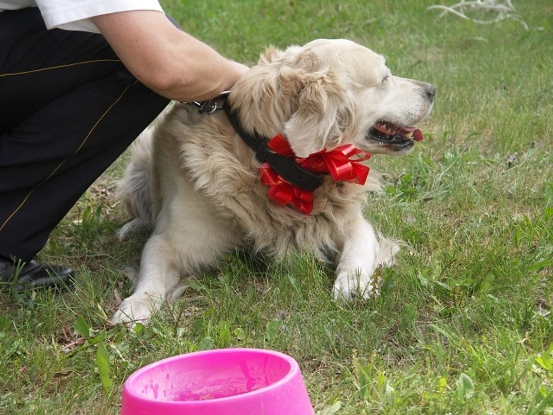 VIGOR - pies na medal VIGOR - pies na medal