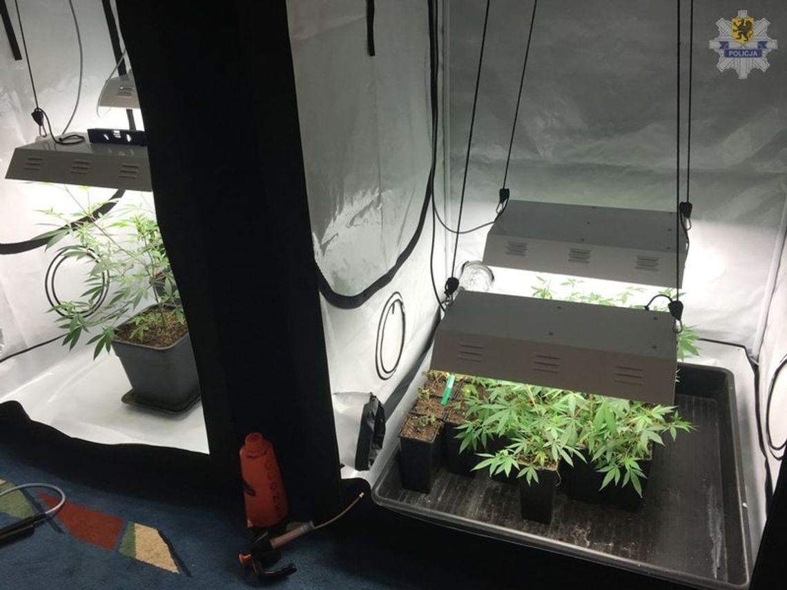 W domu posiadał narkotyki na 5 tysięcy porcji 