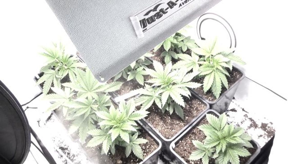 W domu spokojnej starości uprawiał marihuanę