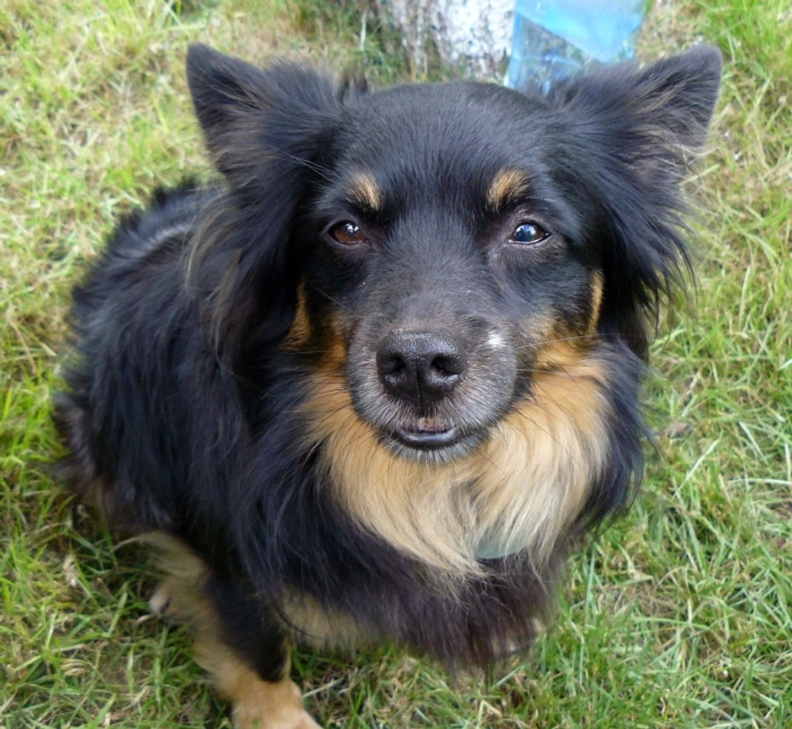 W jednej ręce smycz, w drugiej... dokumenty? W jednej ręce smycz, w drugiej... dokumenty?