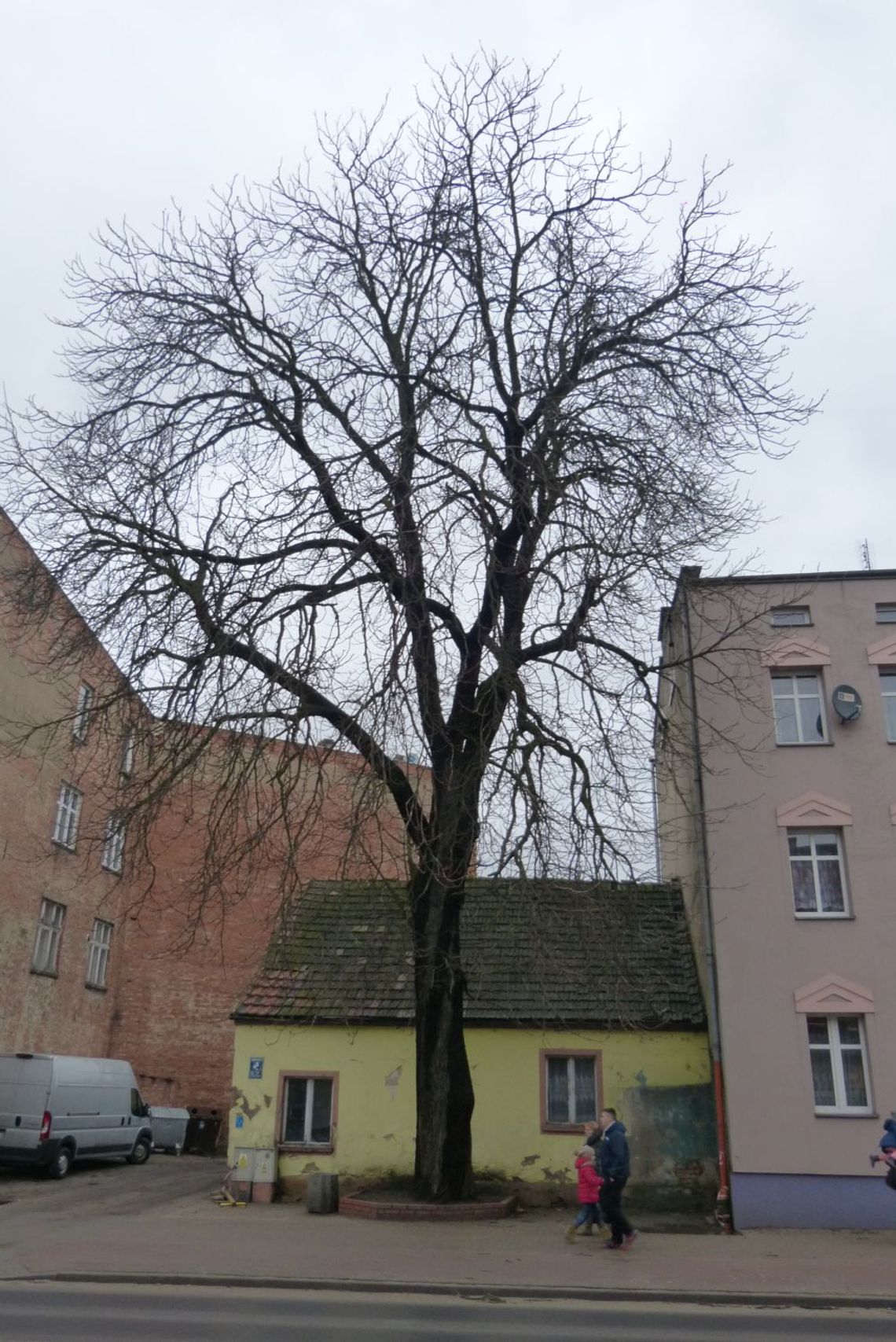 W Pelplinie zetną gigantycznego kasztana!