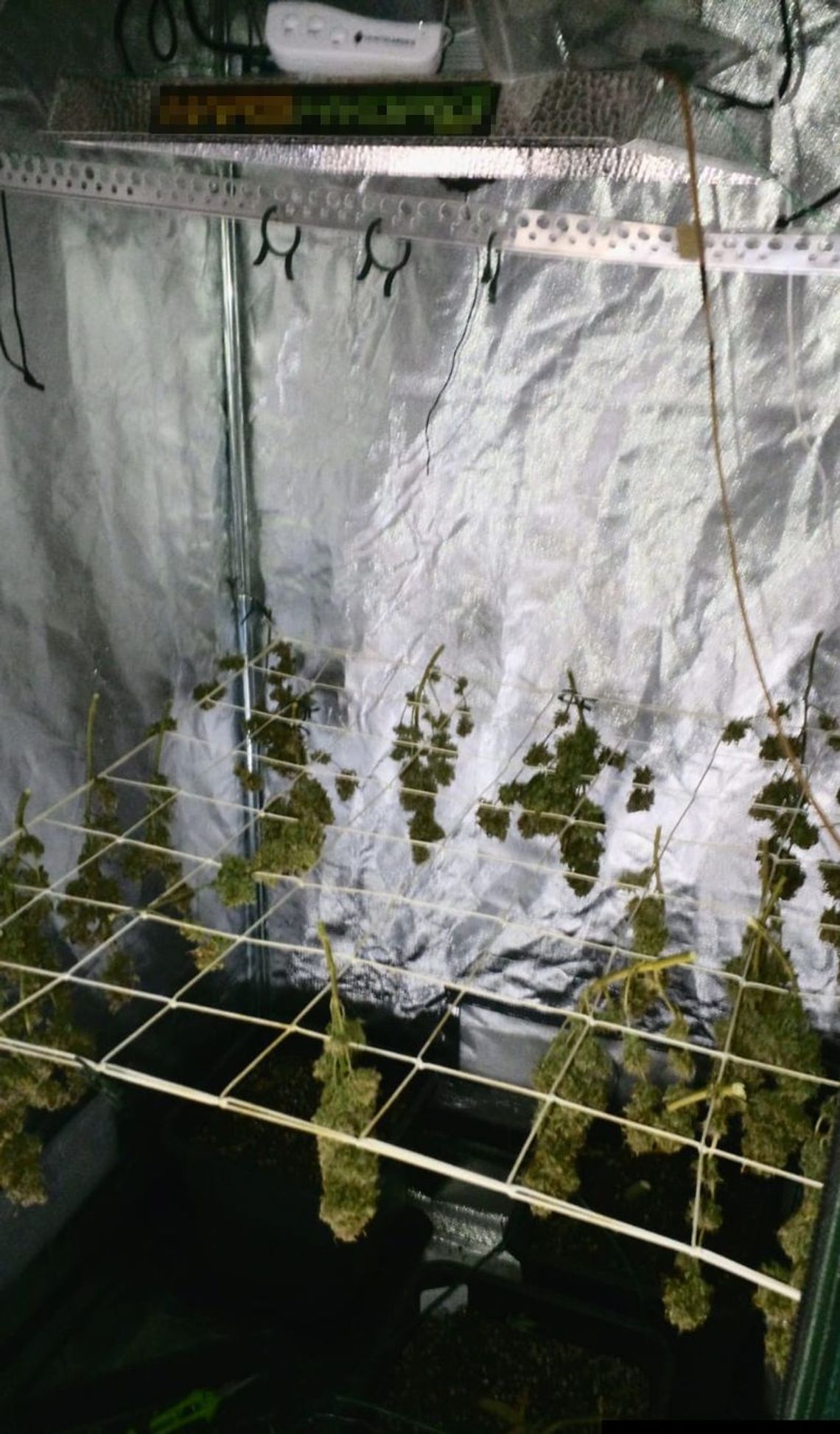 W piwnicy hodował konopie W piwnicy hodował konopie