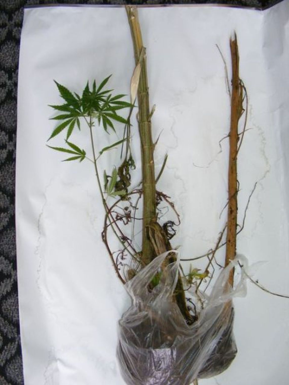 W pobliżu lasu hodował krzaki marihuany W pobliżu lasu hodował krzaki marihuany