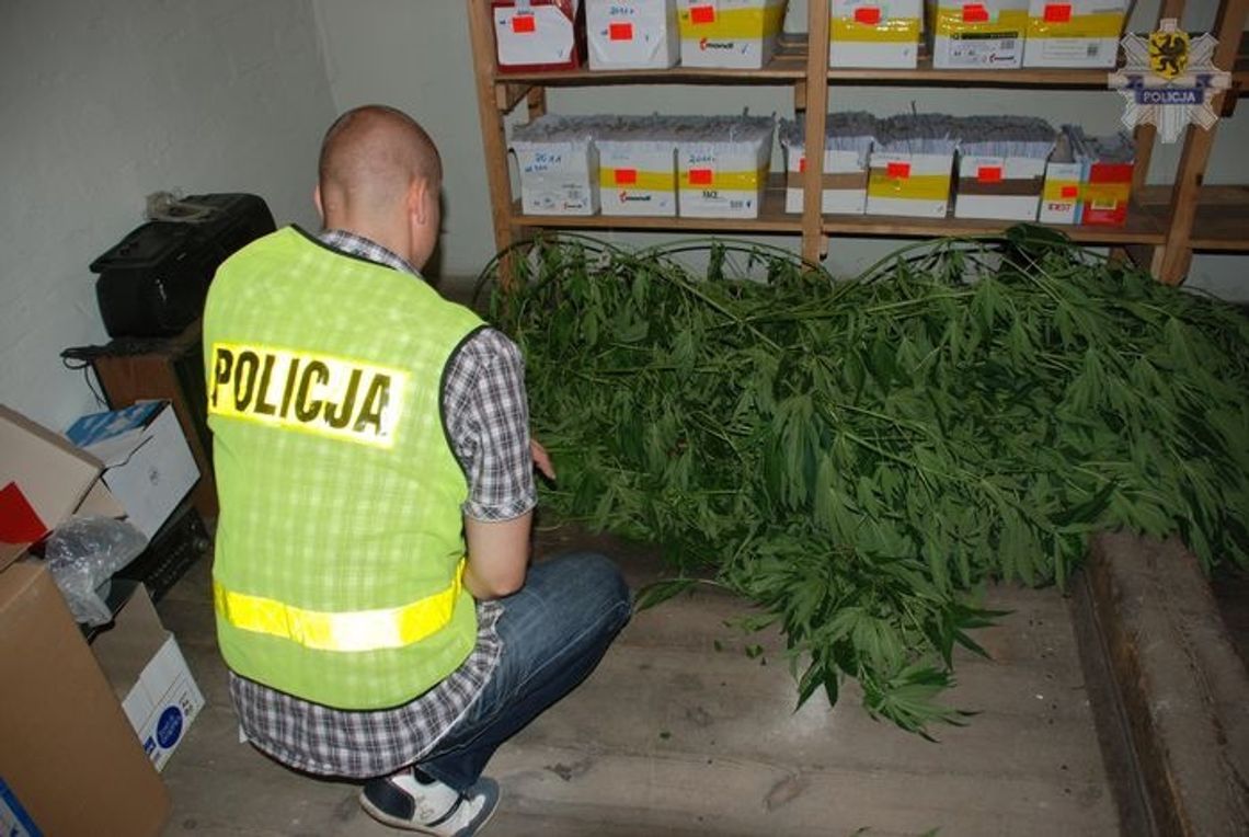 W szklarni uprawiała marihuanę