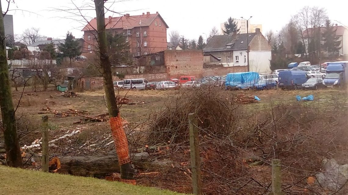 W Tczewie po tych drzewach zostało wspomnienie... W Tczewie po tych drzewach zostało wspomnienie...