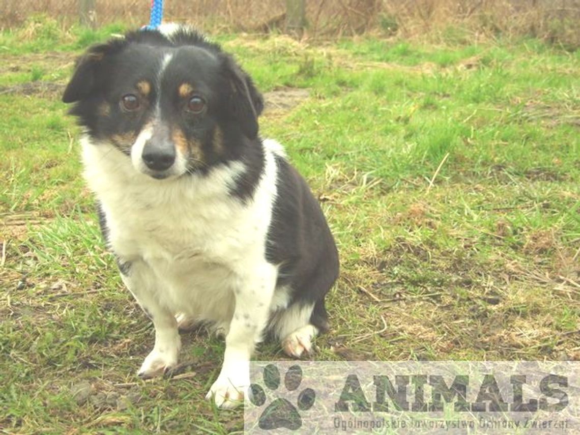 W tczewskim schronisku - psy czekają na nowych opiekunów W tczewskim schronisku - psy czekają na nowych opiekunów