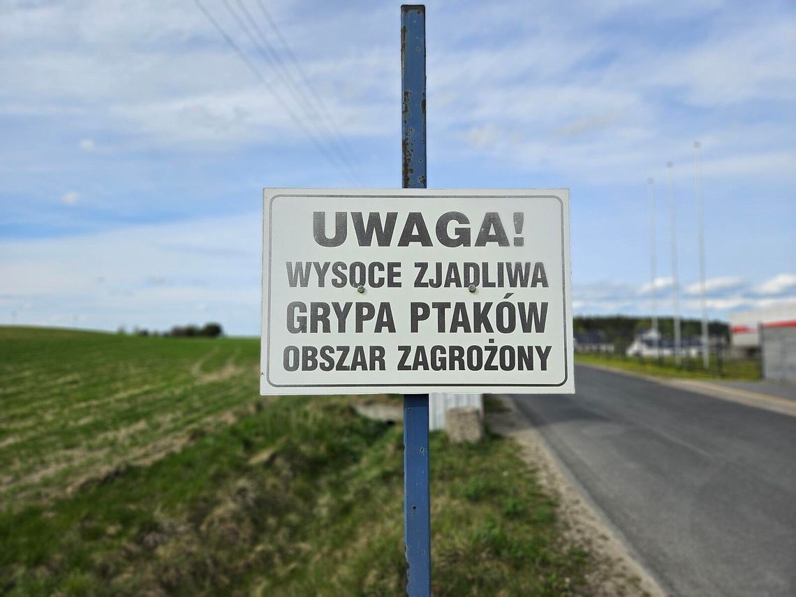 WAŻNE: Na terenie gminy Skarszew wykryto ogniska wysoce zjadliwej grypy ptaków!
