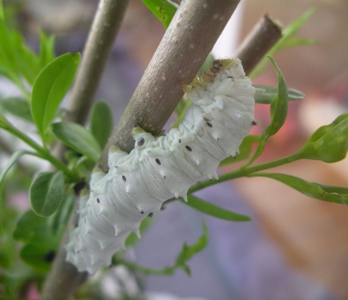 Wcześniej były karaluchy, teraz hoduje motyle tropikalne Wcześniej były karaluchy, teraz hoduje motyle tropikalne