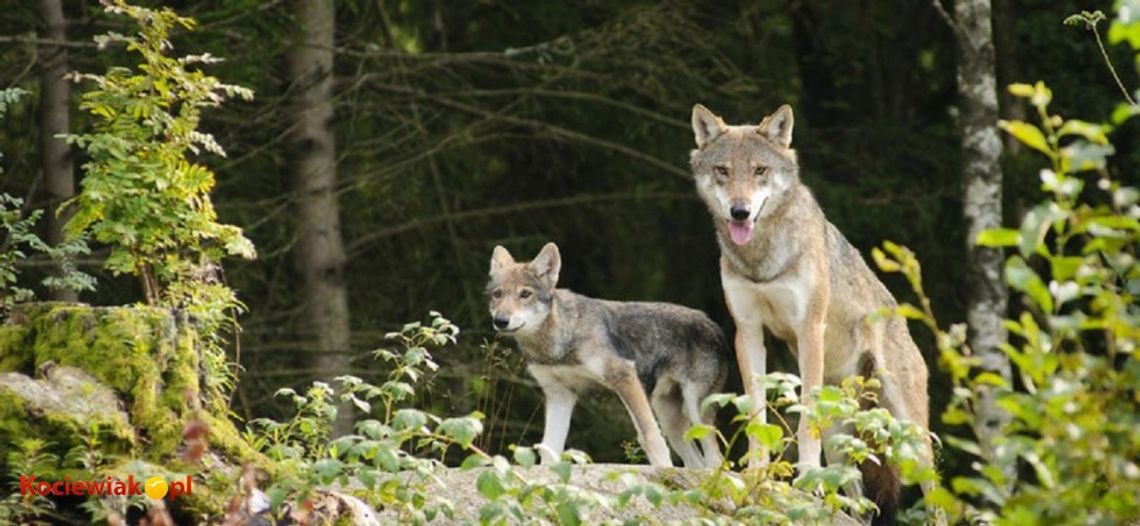 Wilki pod Rokocinem? Wilki nie stanowią zagrożenia, jeśli zachowamy zdrowy rozsądek i ostrożność Wilki pod Rokocinem? Wilki nie stanowią zagrożenia, jeśli zachowamy zdrowy rozsądek i ostrożność