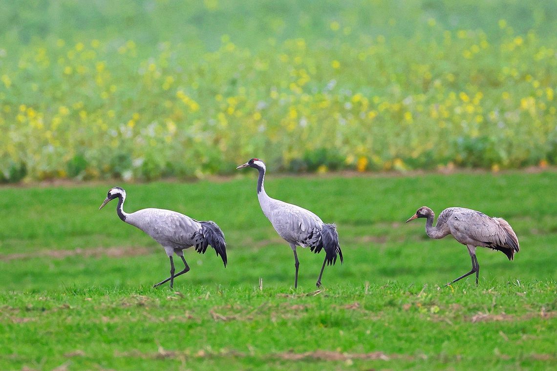 Wiosenne poranki z ptakami – kto wrócił, a kto jeszcze śpi?