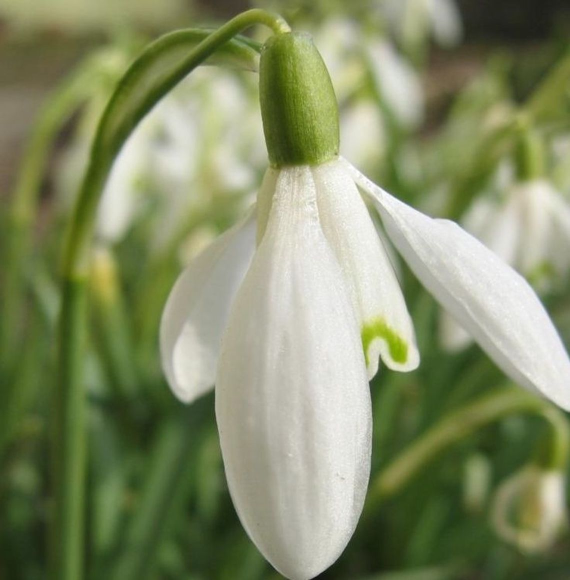 Wiosna coraz bliżej! Wracają żurawie i dzikie gęsi Wiosna coraz bliżej! Wracają żurawie i dzikie gęsi