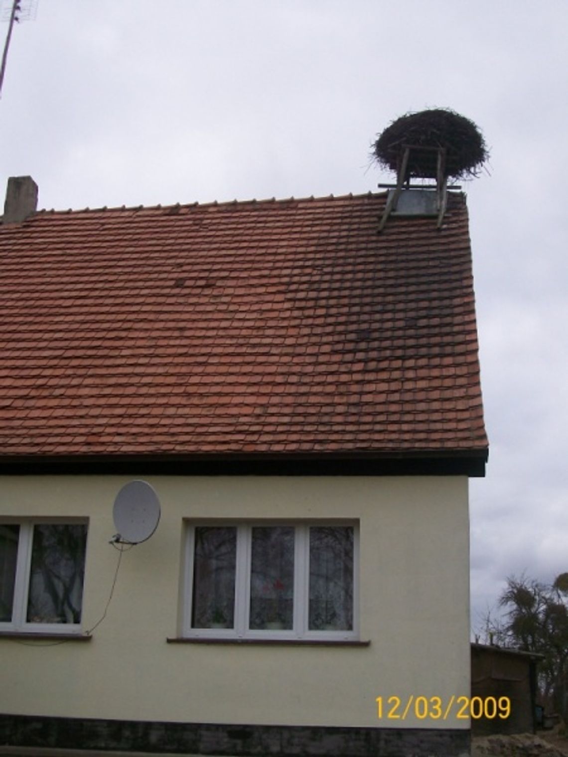 WIOSNA LECI! Bociany już w drodze, gniazda w remoncie WIOSNA LECI! Bociany już w drodze, gniazda w remoncie