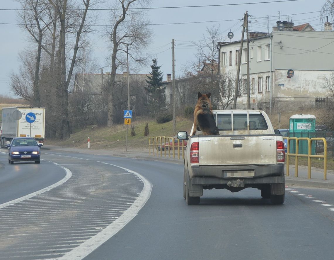 Wiózł psa na pace. Ten skakał i szczekał na przechodniów