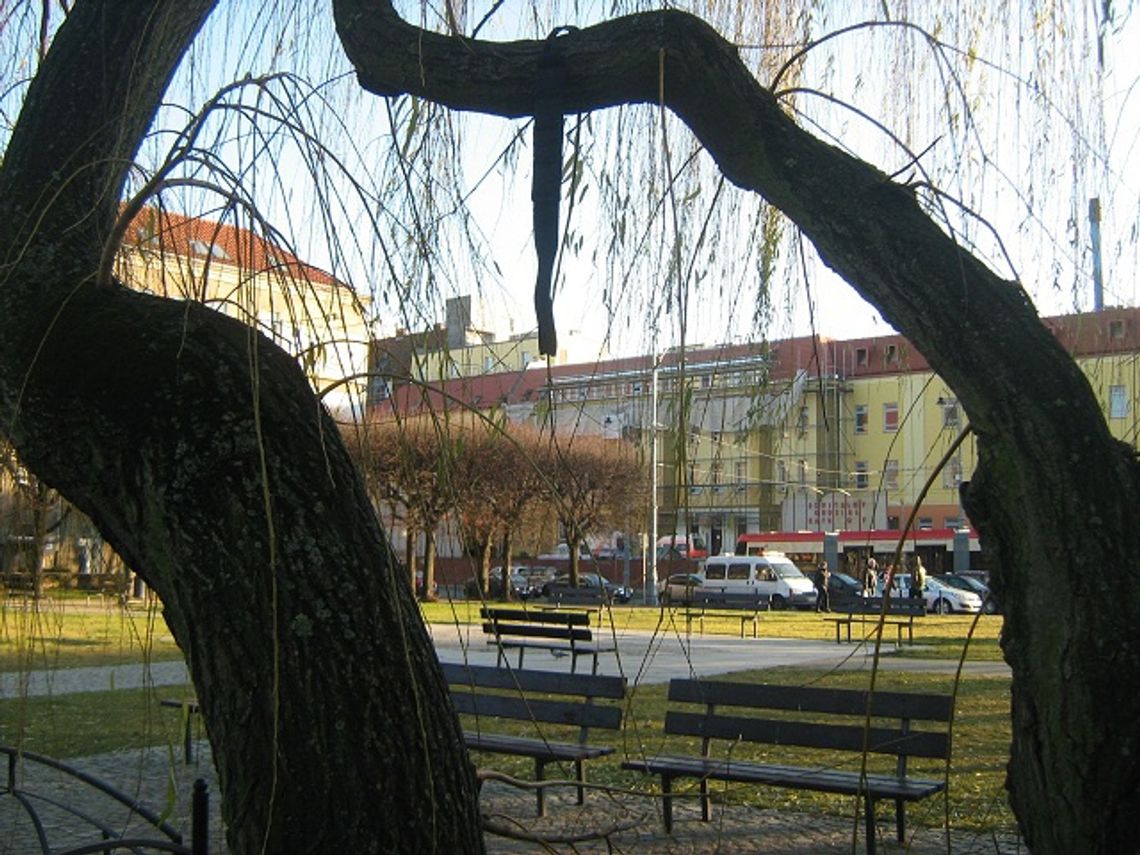 Wisiał na gałęzi drzewa w centrum Gdańska, z petlą na szyi