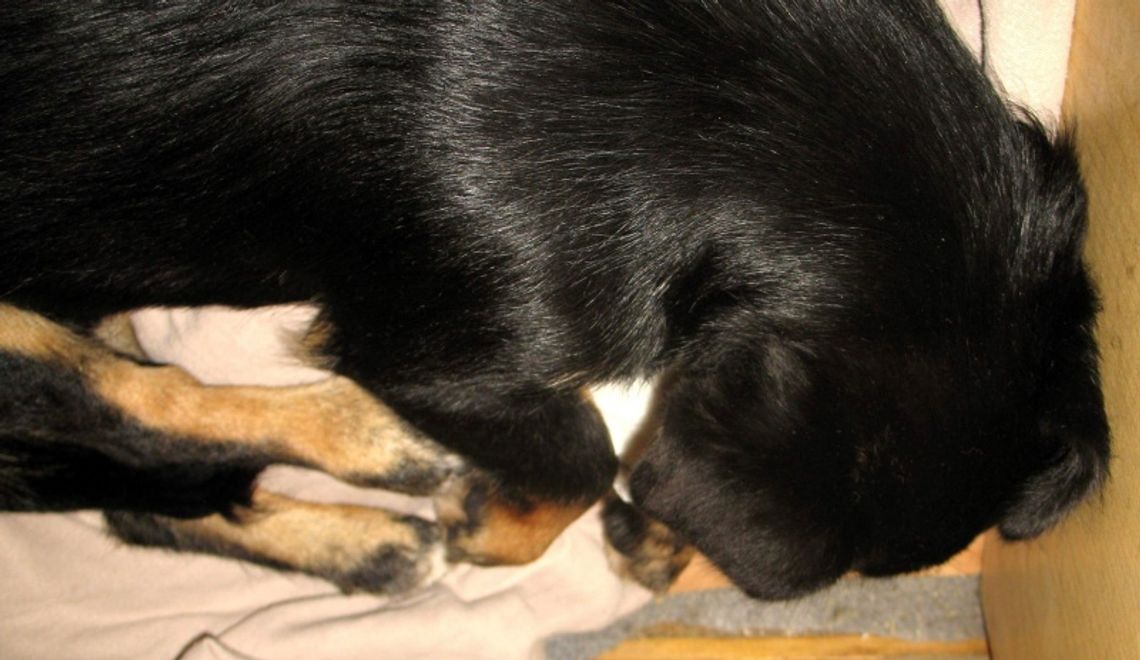 Właściciel wyrzucił psa z okna bloku Właściciel wyrzucił psa z okna bloku