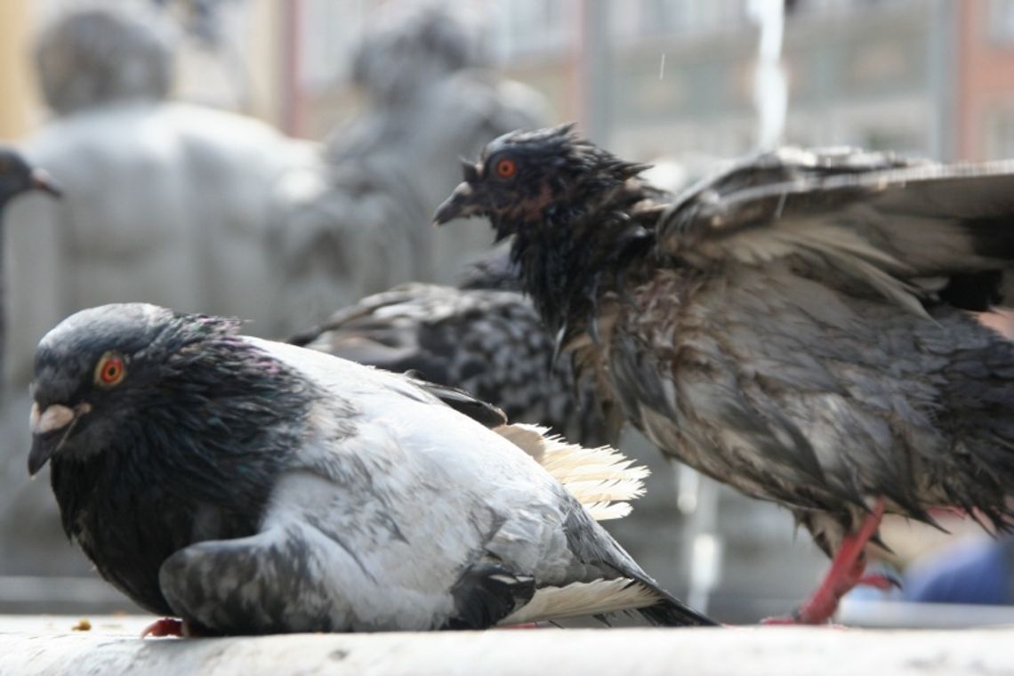 Wpadli złodzieje gołębi Wpadli złodzieje gołębi