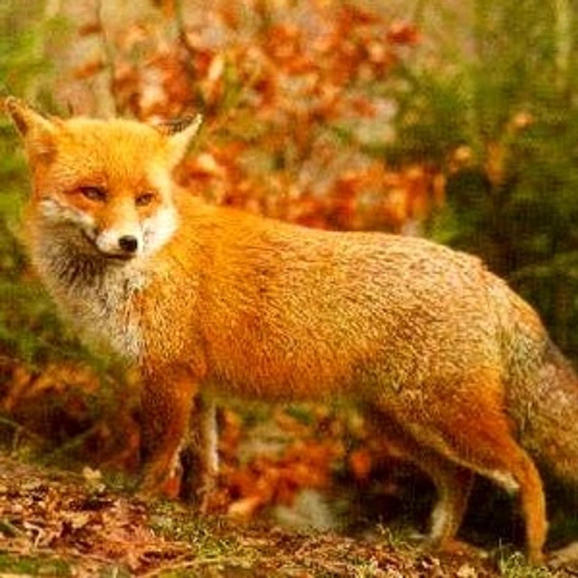 Wścieklizna na wyciągnięcie kity? Lisy żerują na miejskich śmietnikach! Wścieklizna na wyciągnięcie kity? Lisy żerują na miejskich śmietnikach!